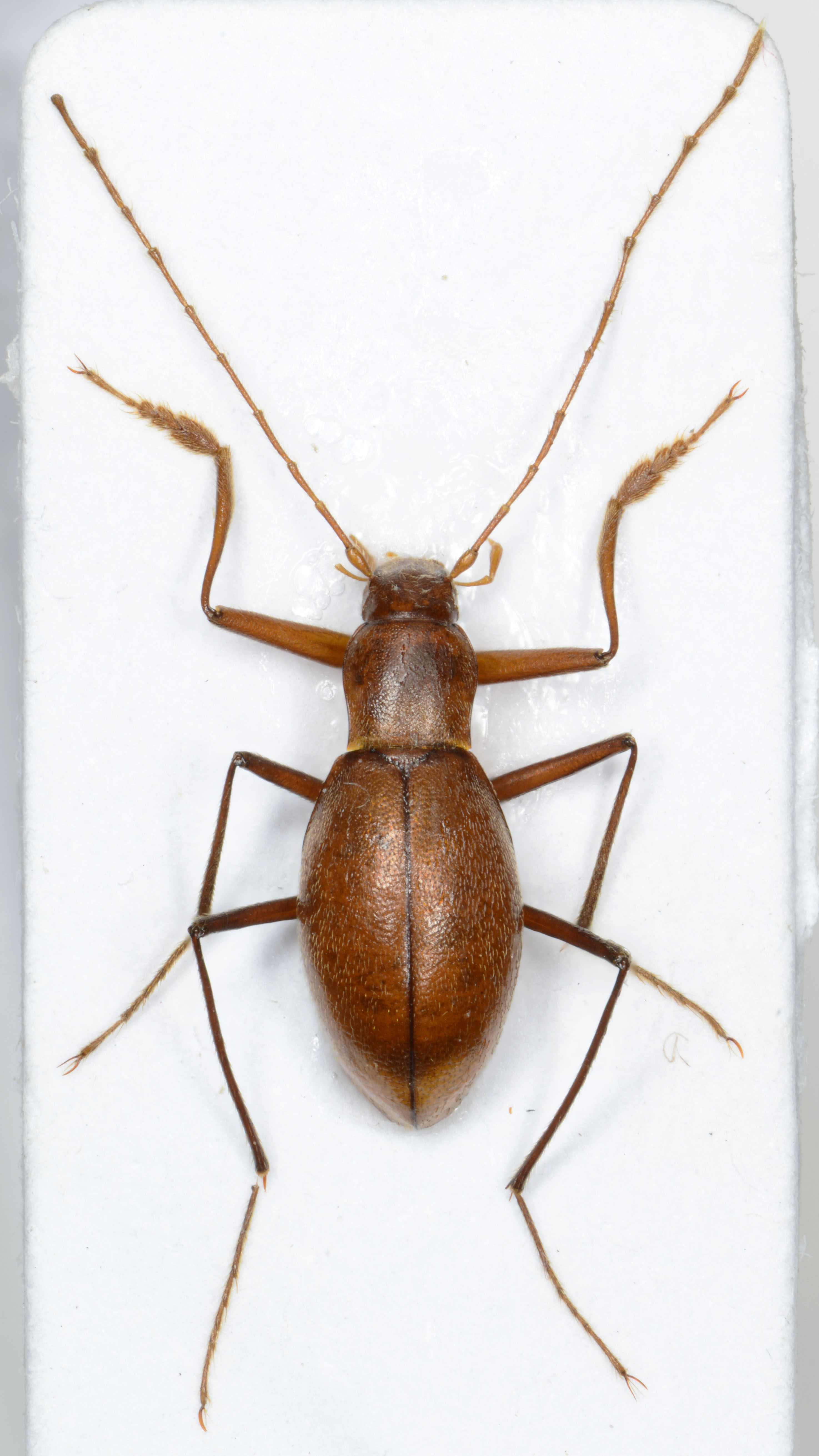 8. Spelaeodromus sneznikensis, Snežnica vrh Snežnika, C 6939, 2024-01-25 08-39-00 (B,R8,S4)